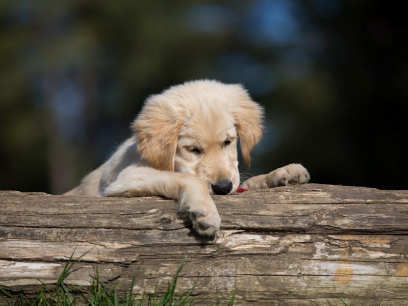 dogs-three